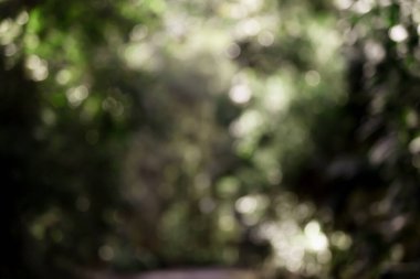 Soyut büyü, Bokeh parıltısını bulanıklaştırdı. Çember güneş ışığı efektli arka plan. Yeşil çevre bahçesi arka planı. Boşluğu kopyala.