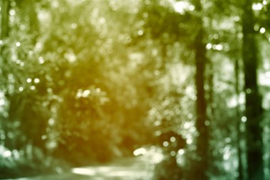 Soyut altın gün doğumu yazı, orman ağacı arka planında bokeh parıltısını bulanıklaştırdı. Boşluğu kopyala.