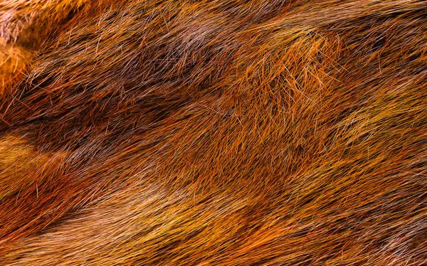 Zengin Turuncu Kahverengi Hayvan Kürklü Yakın plan Doku 