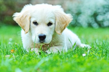 Çimenlerdeki altın köpek yavrusu