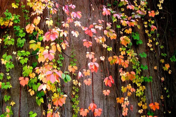 Стіна Покрита Барвистим Плющем Восени — стокове фото