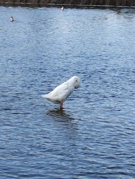 河里的一只白鹅 — 图库照片