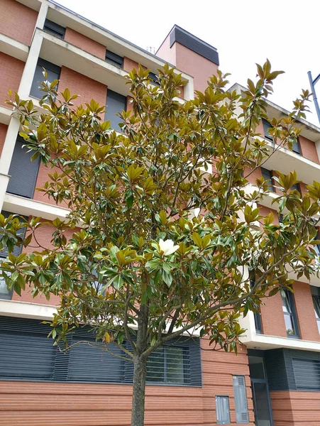Árbol Floreciente Frente Edificio Rojo Blanco — Foto de Stock