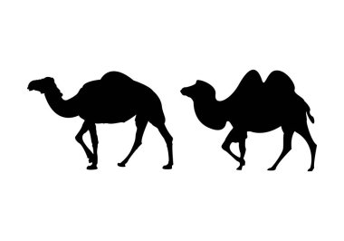 Tek hörgüçlü dromedinin siyah silueti ve iki hörgüçlü deve