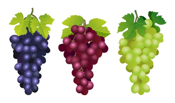 Collection Various Fresh Red Purple Green Grapes Illustrations Isolated White — Stock Vector
