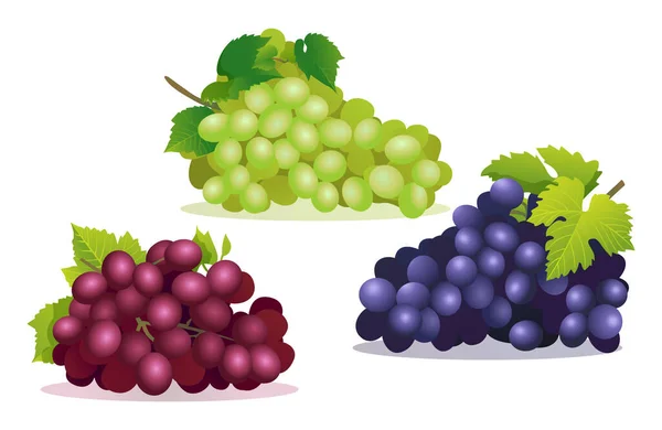 Ensemble Différentes Illustrations Raisins Frais Rouges Violets Verts Isolés Sur — Image vectorielle