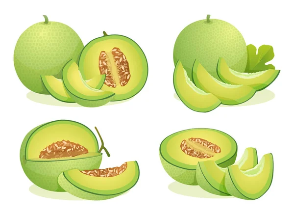 Set Fresh Melon Fruits Whole Half Cut Slice Illustration Isolated — Stock Vector