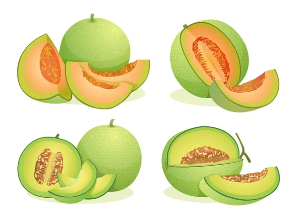 Set Various Fresh Melon Fruits Whole Half Cut Slice Illustration — Stock Vector