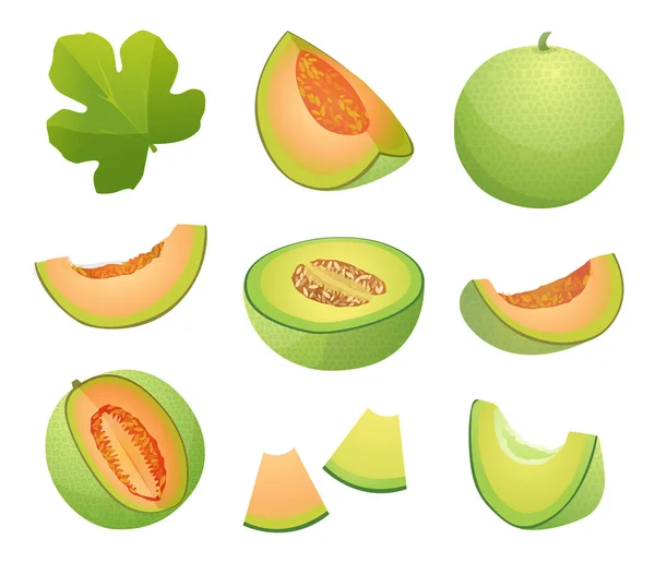 Set Fresh Whole Half Cut Slice Melon Fruits Illustration Isolated — Stock Vector