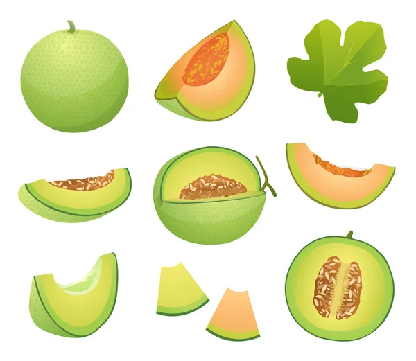 Set Melon Fruits Whole Half Cut Slice Illustration Isolated White — Stock Vector