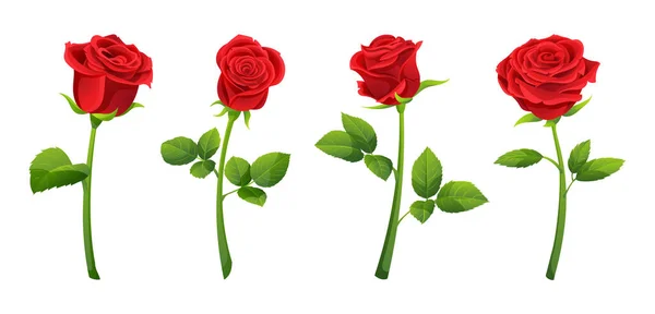 Conjunto Flores Rosas Rojas Vector Ilustración — Vector de stock