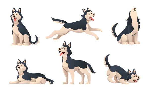 Σύνολο Χαριτωμένο Σιβεριανό Husky Διάφορες Στάσεις Εικονογράφηση — Διανυσματικό Αρχείο