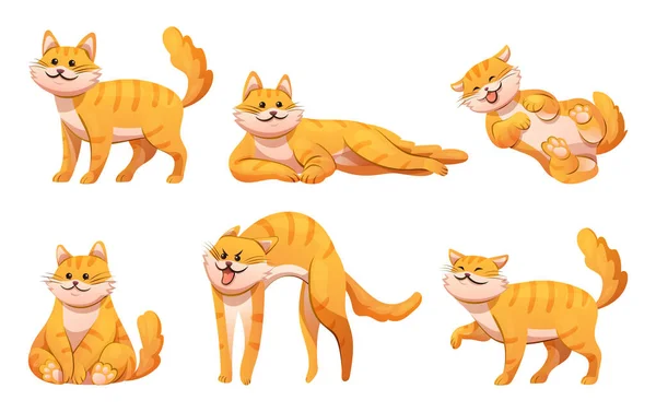 Set Cute Cat Various Poses Cartoon Illustration — Stock Vector