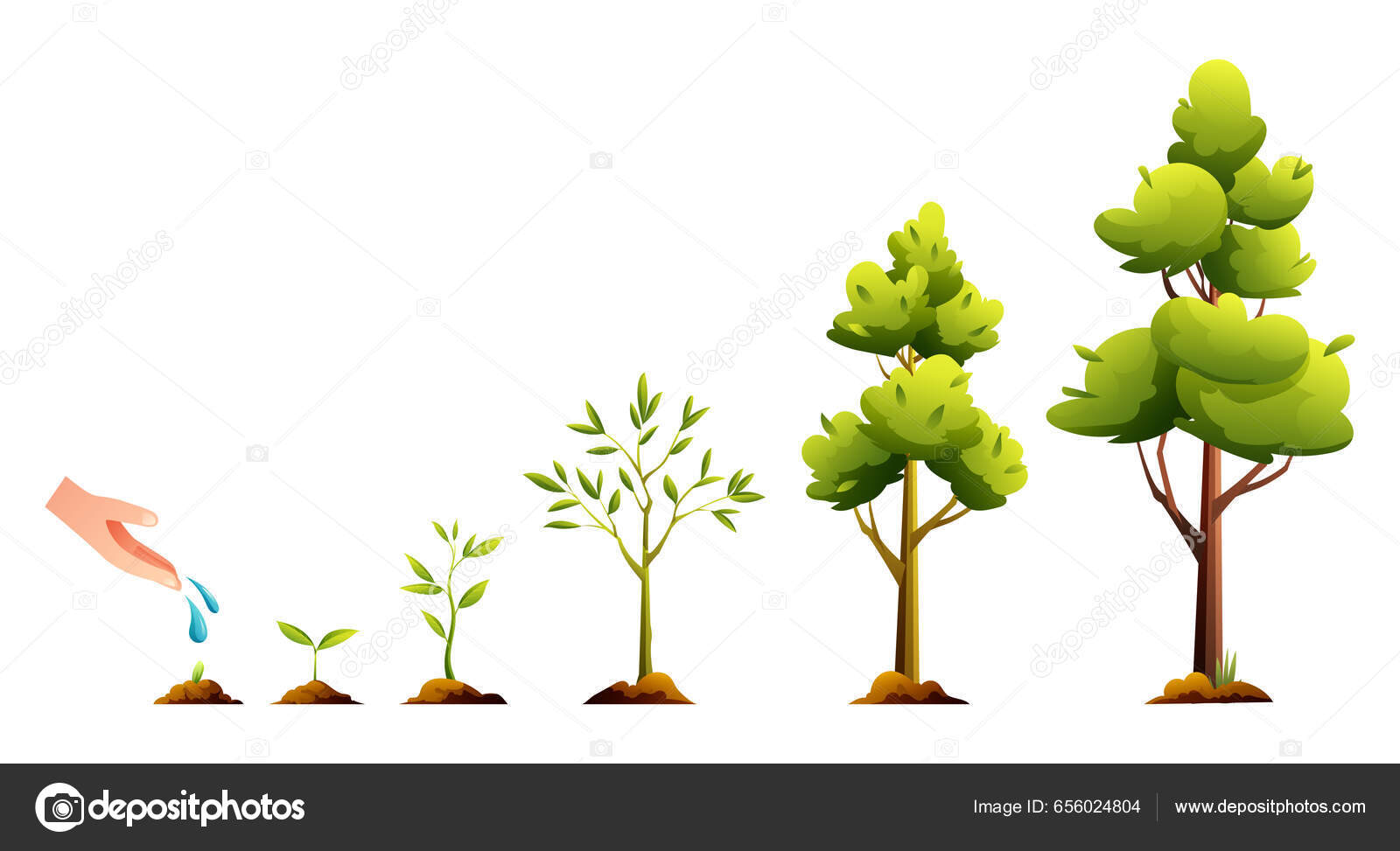 Life Cycle Tree Plant Growth Development Stages Cartoon Illustration