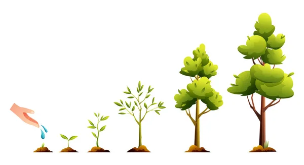 Ciclul Viață Copacului Creșterea Plantelor Etapele Dezvoltare Desene Animate Ilustrare — Vector de stoc