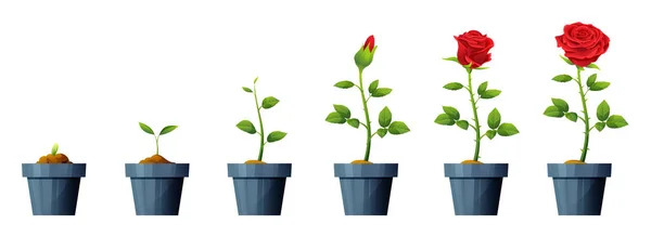 美丽的红玫瑰花生长和发育阶段的例证 玫瑰花的生命周期 — 图库矢量图片