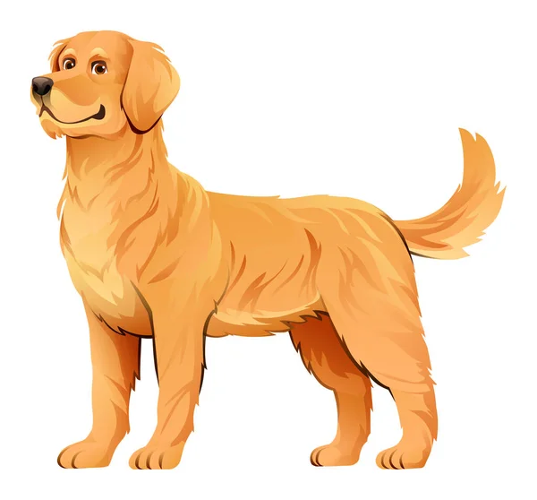 Golden Retriever Köpek Vektör Karikatür Çizimi — Stok Vektör