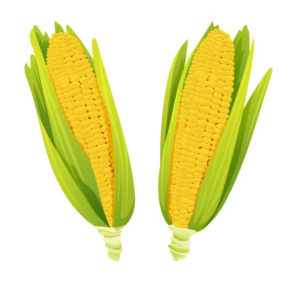 Frische Maisähren Mit Blättern Setzen Vektorillustration — Stockvektor