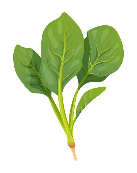 Ilustracja Wektora Szpinaku Świeże Warzywa Izolowane Białym Tle — Wektor stockowy