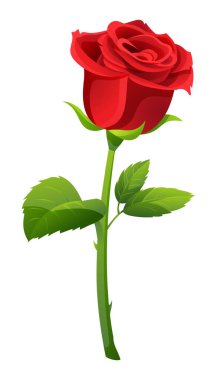 Single red rose vector illustration isolated on white background clipart