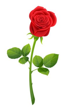 Beyaz renkte izole edilmiş kırmızı bir gül vektörü çizimi