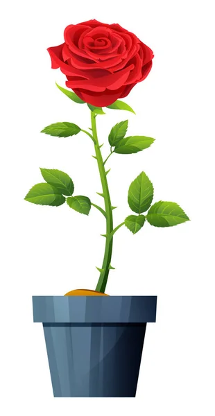 Hermosa Rosa Roja Ilustración Del Vector Olla Aislada Blanco — Vector de stock
