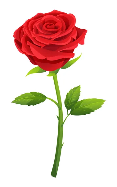 白色上孤立的单瓣红玫瑰花序图 — 图库矢量图片