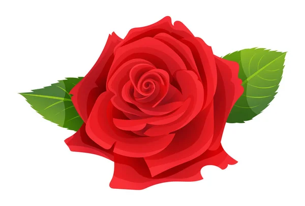 Hermosa Rosa Roja Vector Ilustración — Vector de stock