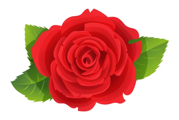 Hermosa Rosa Roja Flor Vector Ilustración — Vector de stock