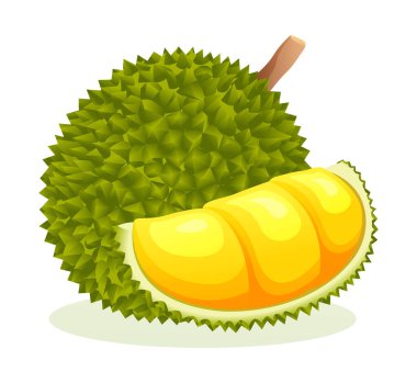 Durian meyve vektör illüstrasyonu beyaz arkaplanda izole
