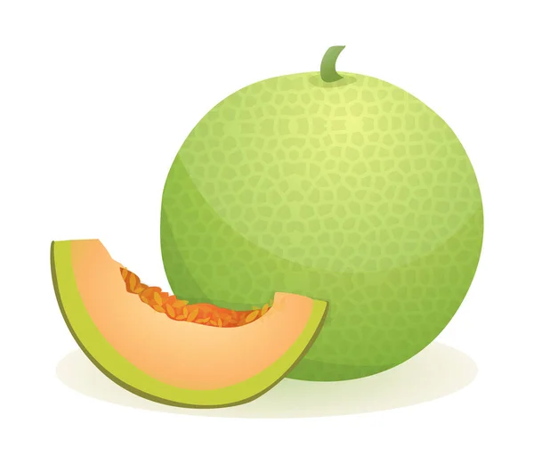 Melon Fruit Whole Sliced Vector Illustration Isolated White Background — Stock Vector