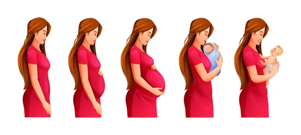 怀孕阶段 孕妇和新生儿 怀孕期间女性身体的变化 矢量卡通画 — 图库矢量图片