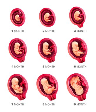 Human embryo development stages. Pregnancy and fetal body growth calendar from 1 to 9 month to birth. Vector illustration clipart