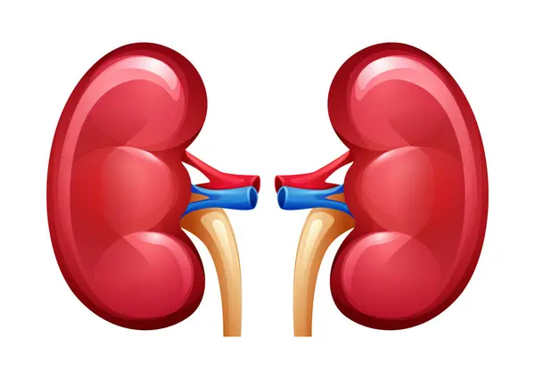 Human Kidney Urinary System Anatomy Internal Organ Vector Illustration Isolated — Stock Vector