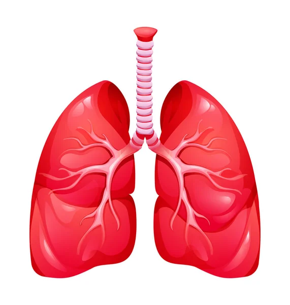 Lidské Plíce Anatomie Dýchacích Orgánů Vektorové Ilustrace Izolované Bílém Pozadí — Stockový vektor