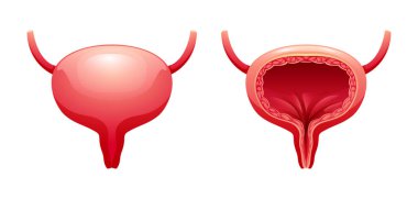 İnsan mesanesi anatomisi. İdrar sistemi. Vektör illüstrasyonu beyaz arkaplanda izole edildi