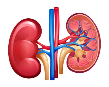 İnsan böbrekleri tam ve yarım kesilmiş. İdrar sistemi. İç organların anatomisi. Vektör illüstrasyonu beyaz arkaplanda izole edildi