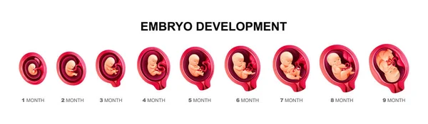 Utvecklingsstadier För Mänskliga Embryon Graviditet Och Fostertillväxt Kalender Från Till — Stock vektor