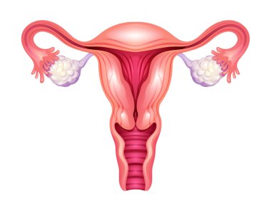 Rahim. Dişi üreme sistemi. Vektör illüstrasyonu beyaz arkaplanda izole edildi