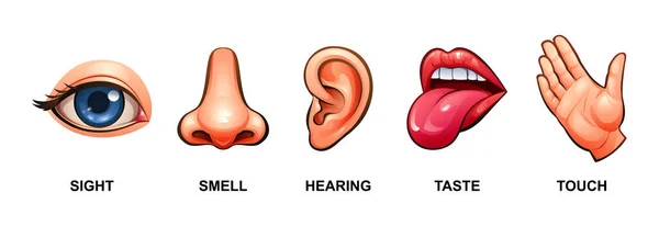 Fem Mänskliga Sinnen Sikt Lukt Hörsel Smak Och Beröring Vektorillustration — Stock vektor