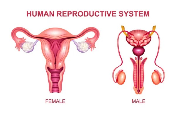 Sistema Riproduttivo Umano Illustrazione Vettoriale Anatomica Del Sistema Riproduttivo Maschile — Vettoriale Stock