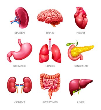 İnsan iç organları ayarlandı. Dalak, beyin, kalp, mide, akciğerler, pankreas, böbrekler, bağırsaklar ve karaciğer. Vektör illüstrasyonu
