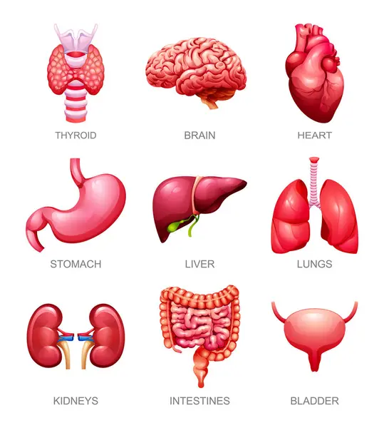 Набір Внутрішніх Органів Людини Тиреоїд Мозок Серце Шлунок Печінка Легені Стокова Ілюстрація