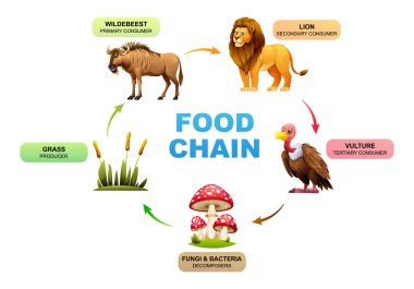 Besin zinciri ekosistem vektör çizimi