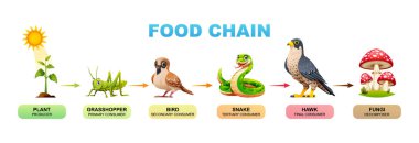 Food chain vector cartoon illustration showing plant, grasshopper, bird, snake, hawk, and fungi clipart