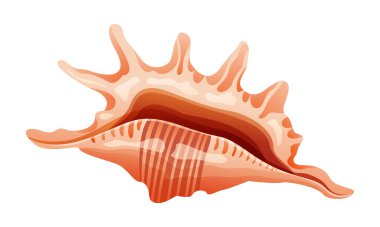 Dikenli deniz kabuğu vektör çizimi beyaz arkaplanda izole edildi