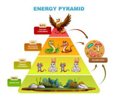 Enerji piramidi tüketiciler, üreticiler ve ayrıştırıcılarla enerji akışını gösteriyor. Vektör çizgi film illüstrasyonu