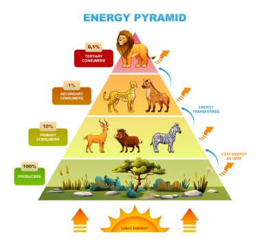 Enerji piramidi aslan, çita, zebra ve üreticilerle enerji transferini vurguluyor. Vektör çizgi film illüstrasyonu.