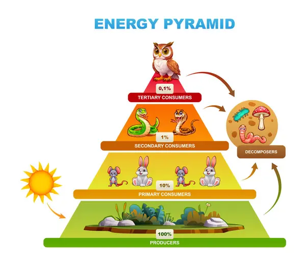 stock vector Energy pyramid diagram showing energy transfer among trophic levels, producers, consumers, decomposers. Vector cartoon