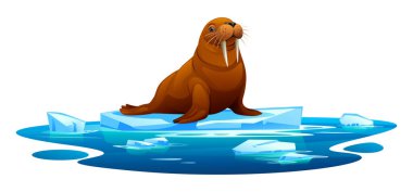 Buzlu sularla çevrili yüzen bir buz platformunda dinlenen morslar. Vektör çizgi film illüstrasyonu